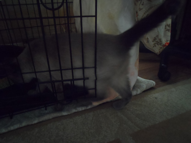 Кошки в нашей жизни. Кошки и все, что с ними связано.