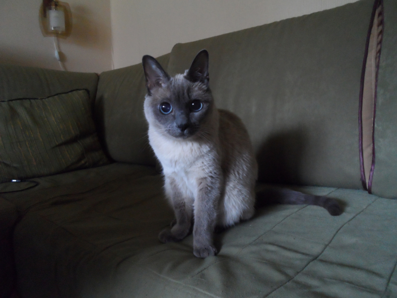 Кошки в нашей жизни. Кошки и все, что с ними связано.