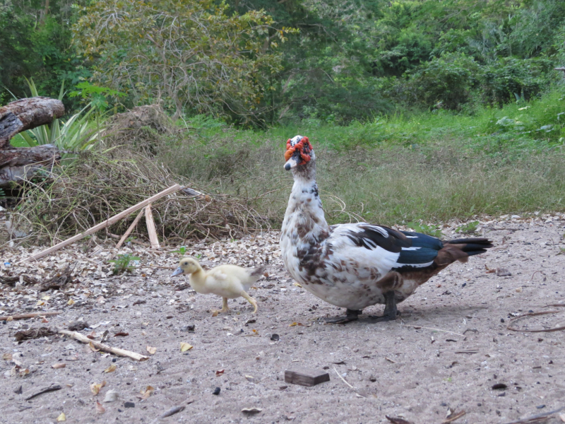 Мадагаскар-2020: Из крайности в крайность