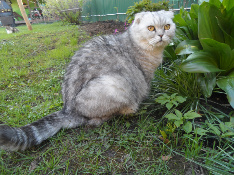 Кошки в нашей жизни. Кошки и все, что с ними связано.