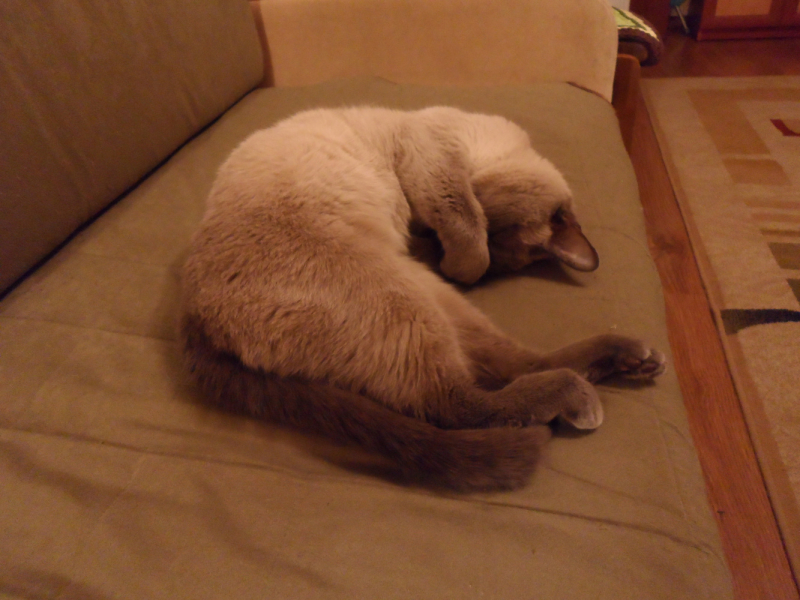 Кошки в нашей жизни. Кошки и все, что с ними связано.