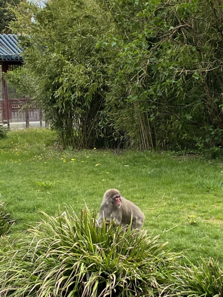 Твердое «НЕТ» разочарованиям: супер-парк Pairi Daiza (Бельгия) в мае 2021г.