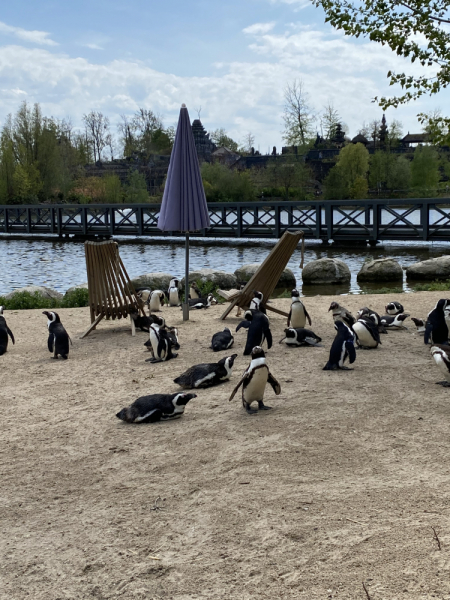 Твердое «НЕТ» разочарованиям: супер-парк Pairi Daiza (Бельгия) в мае 2021г.