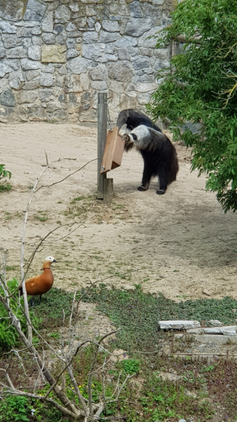 Твердое «НЕТ» разочарованиям: супер-парк Pairi Daiza (Бельгия) в мае 2021г.