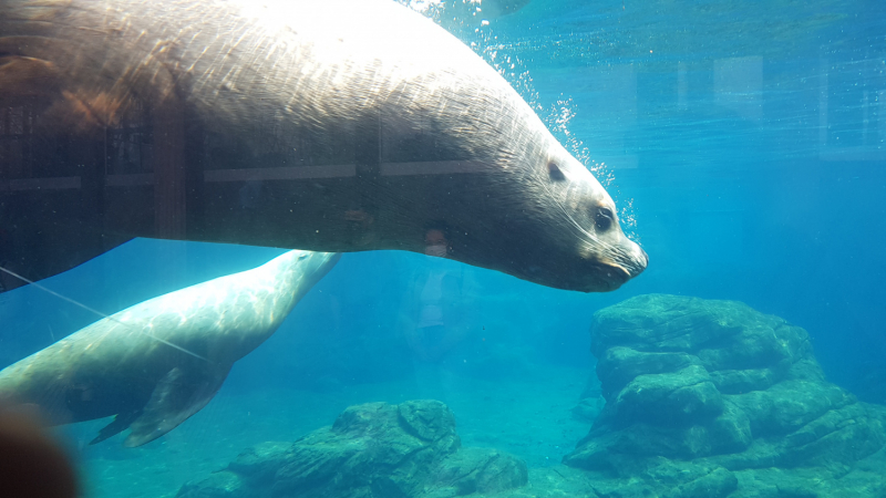 Твердое «НЕТ» разочарованиям: супер-парк Pairi Daiza (Бельгия) в мае 2021г. Твердое «НЕТ» разочарованиям: супер-парк Pairi Daiza (Бельгия) в мае 2021г.