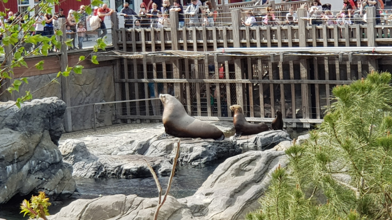 Твердое «НЕТ» разочарованиям: супер-парк Pairi Daiza (Бельгия) в мае 2021г. Твердое «НЕТ» разочарованиям: супер-парк Pairi Daiza (Бельгия) в мае 2021г.