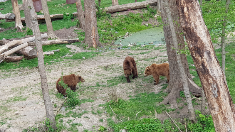 Твердое «НЕТ» разочарованиям: супер-парк Pairi Daiza (Бельгия) в мае 2021г.