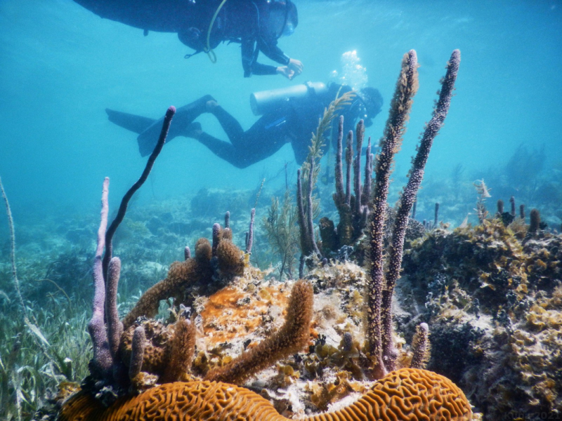 Куба о.Cayo Coco в марте + Дайвинг, фото