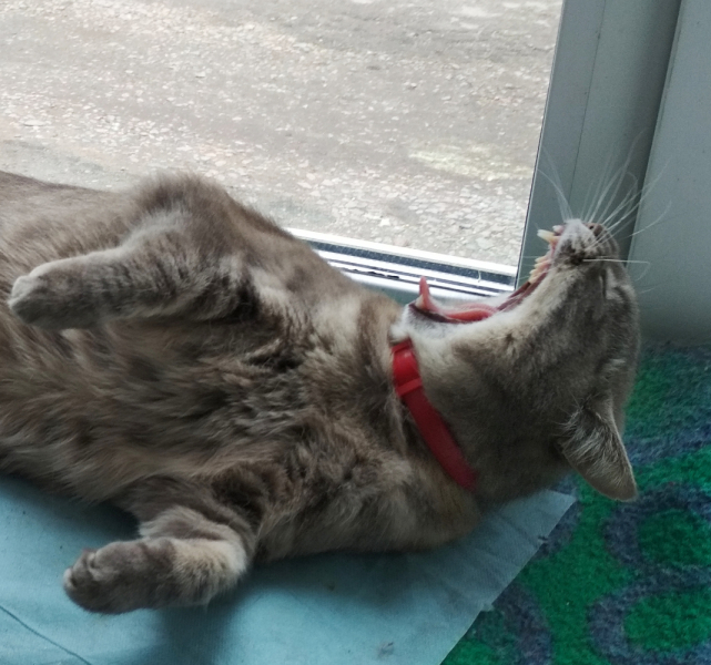 Кошки в нашей жизни. Кошки и все, что с ними связано.