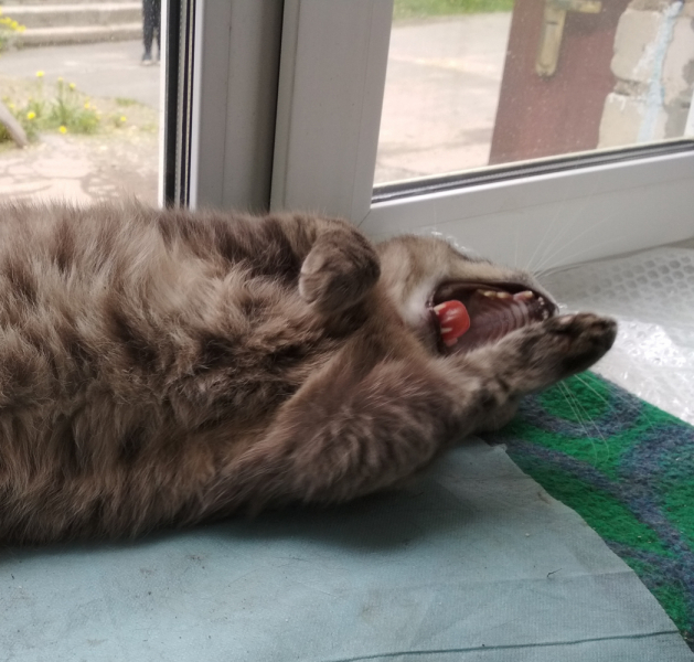 Кошки в нашей жизни. Кошки и все, что с ними связано.