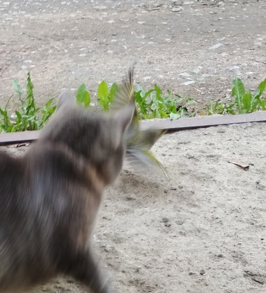 Кошки в нашей жизни. Кошки и все, что с ними связано.