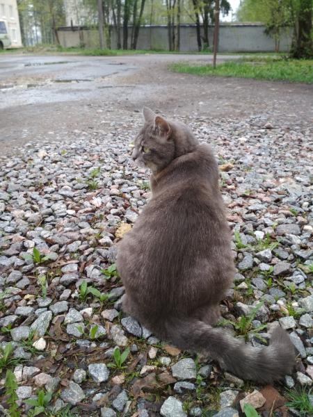 Кошки в нашей жизни. Кошки и все, что с ними связано.