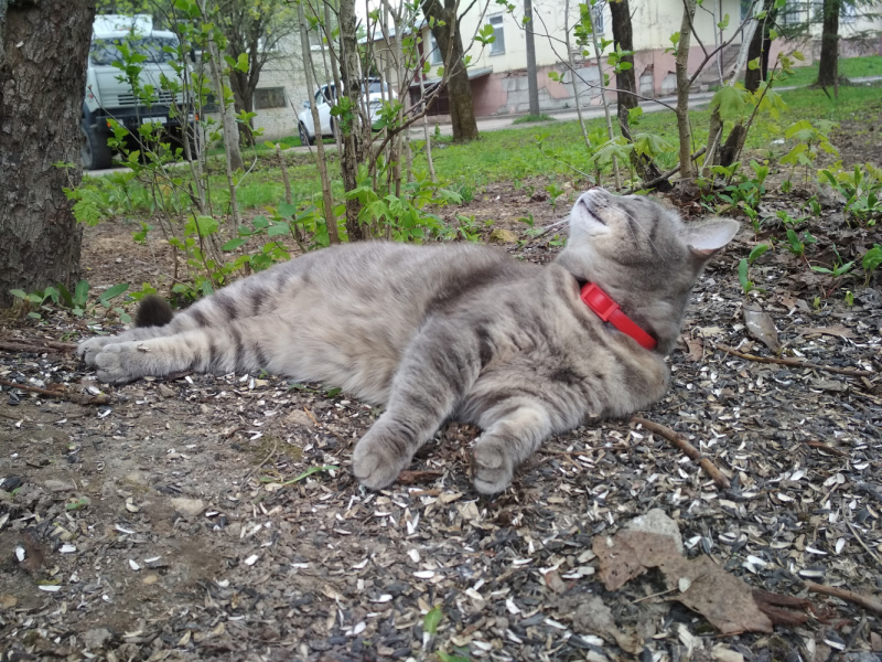 Кошки в нашей жизни. Кошки и все, что с ними связано.