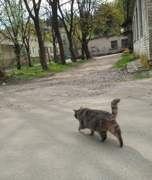 Кошки в нашей жизни. Кошки и все, что с ними связано.