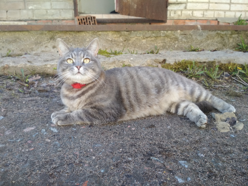 Кошки в нашей жизни. Кошки и все, что с ними связано.