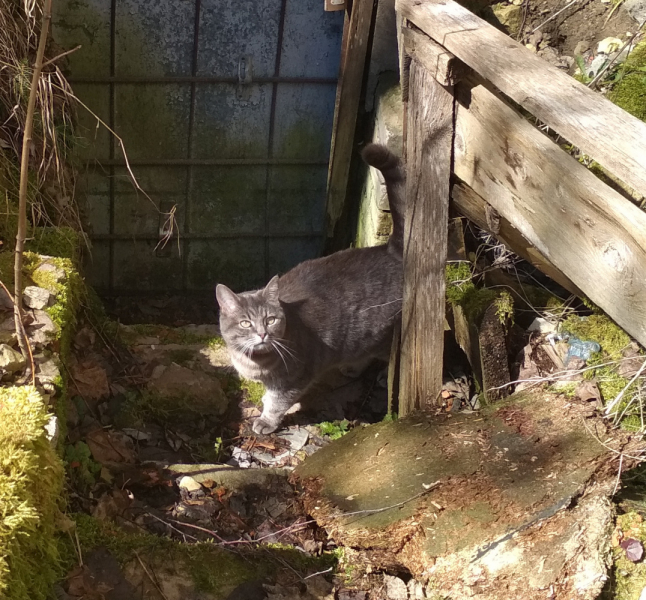 Кошки в нашей жизни. Кошки и все, что с ними связано.