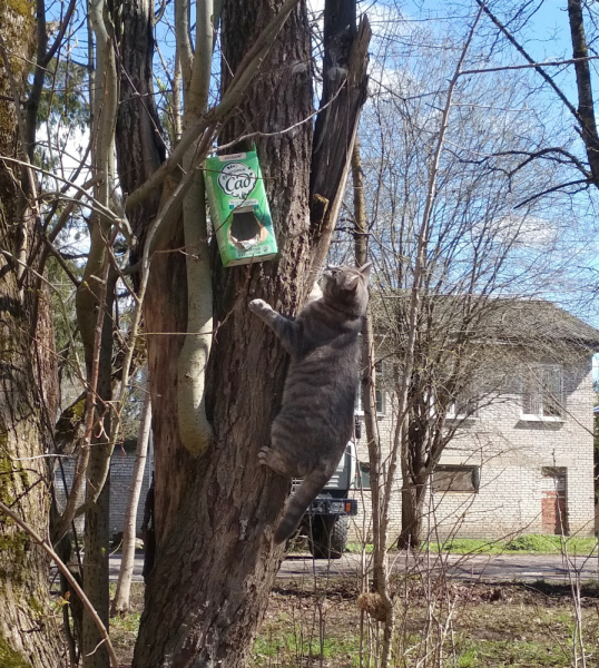 Кошки в нашей жизни. Кошки и все, что с ними связано.