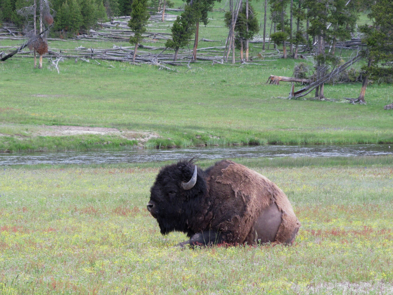 Вело Йеллоустон и Гранд Титон 2017г