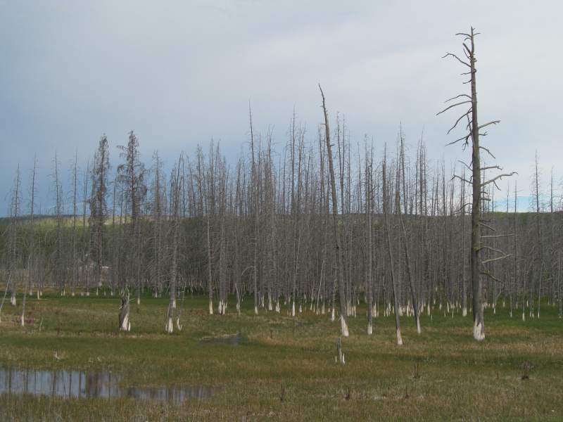 Вело Йеллоустон и Гранд Титон 2017г