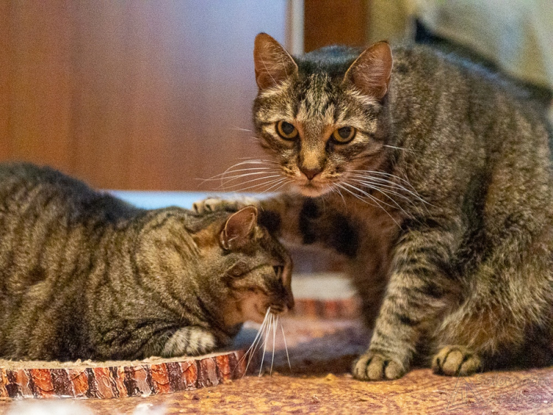 Кошки в нашей жизни. Кошки и все, что с ними связано.