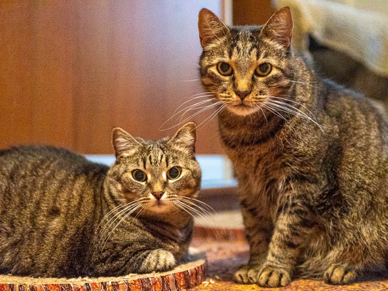 Кошки в нашей жизни. Кошки и все, что с ними связано.