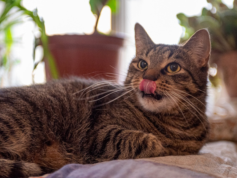 Кошки в нашей жизни. Кошки и все, что с ними связано.