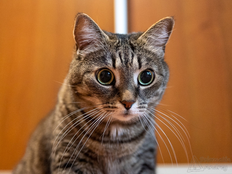 Кошки в нашей жизни. Кошки и все, что с ними связано.