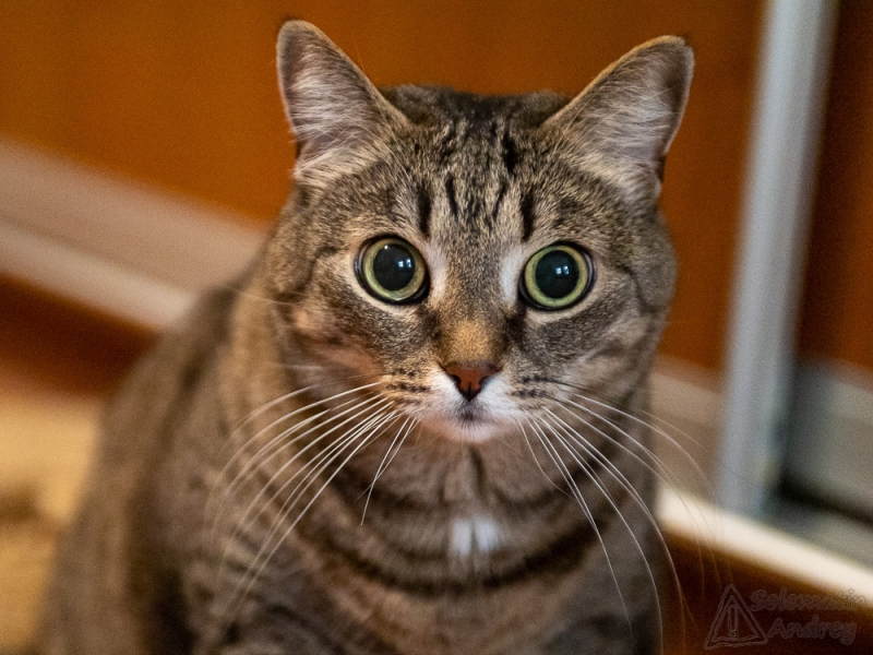 Кошки в нашей жизни. Кошки и все, что с ними связано.