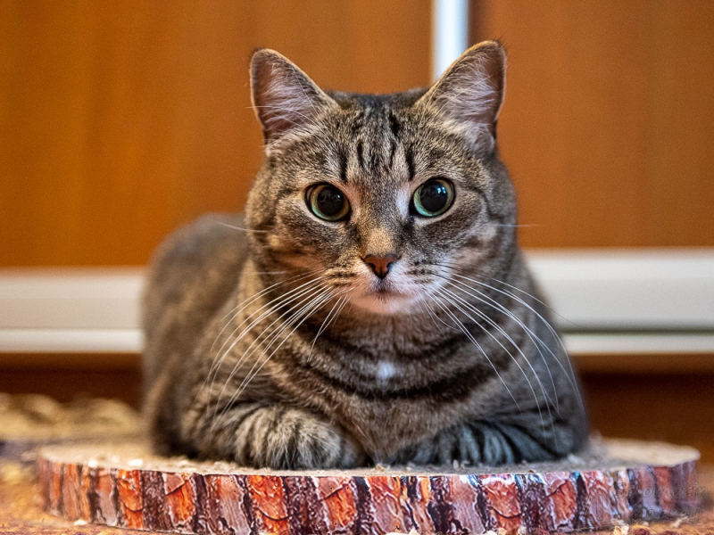 Кошки в нашей жизни. Кошки и все, что с ними связано.