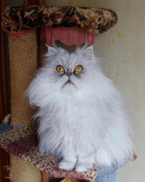 Кошки в нашей жизни. Кошки и все, что с ними связано.