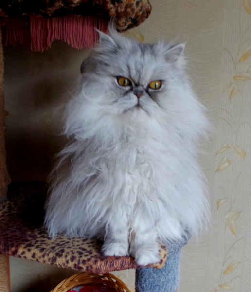 Кошки в нашей жизни. Кошки и все, что с ними связано.