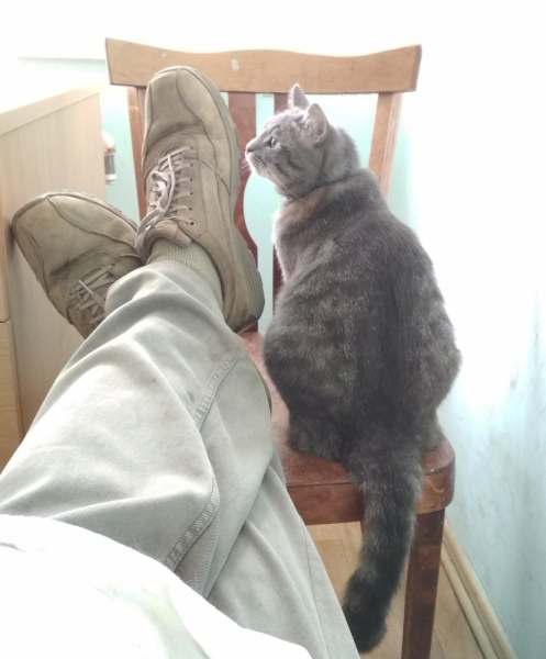 Кошки в нашей жизни. Кошки и все, что с ними связано.