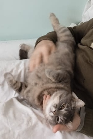 Кошки в нашей жизни. Кошки и все, что с ними связано.