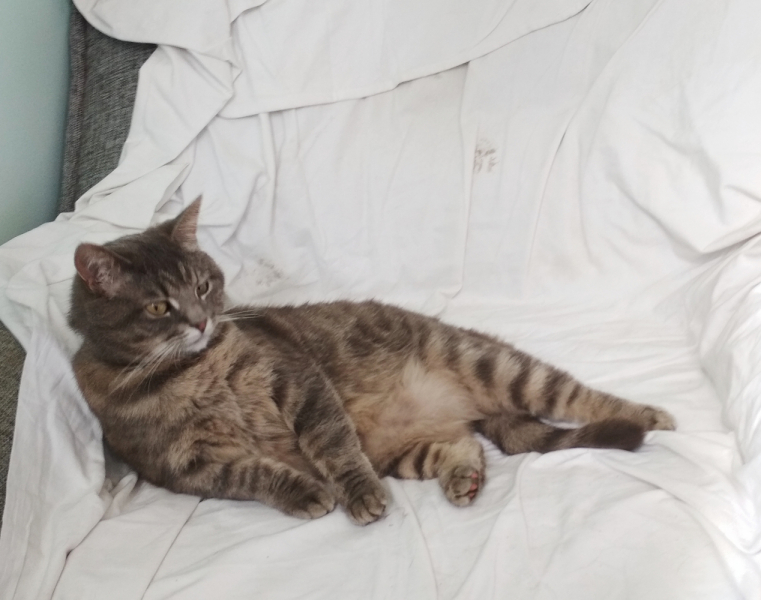 Кошки в нашей жизни. Кошки и все, что с ними связано.