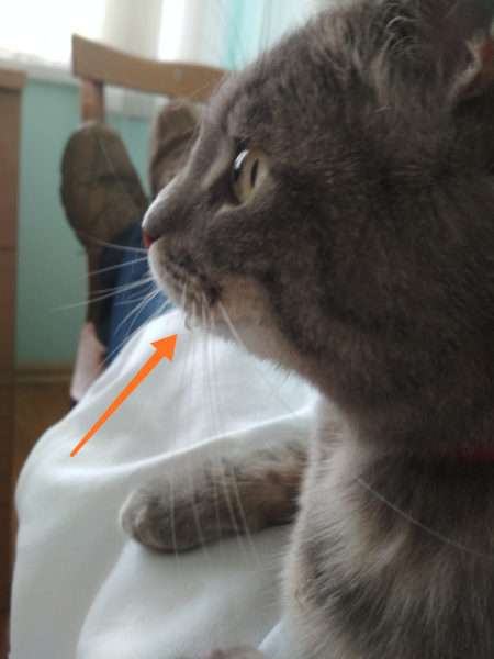 Кошки в нашей жизни. Кошки и все, что с ними связано.