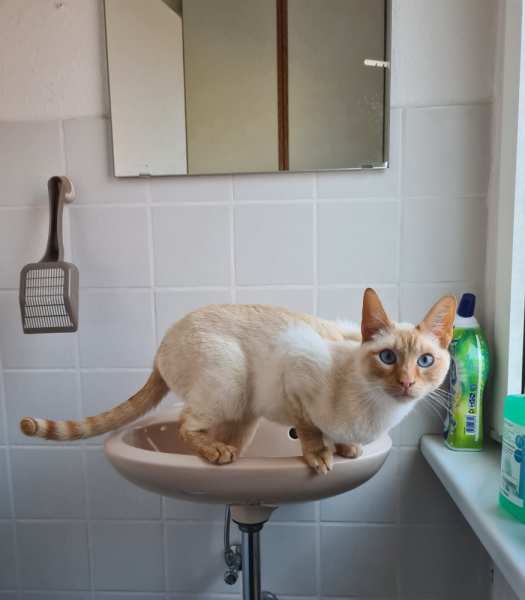 Кошки в нашей жизни. Кошки и все, что с ними связано.