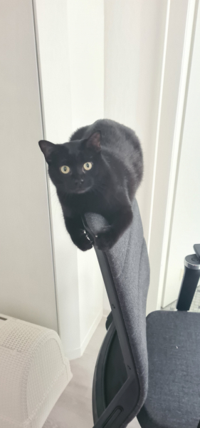 Кошки в нашей жизни. Кошки и все, что с ними связано.