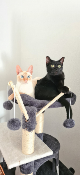 Кошки в нашей жизни. Кошки и все, что с ними связано.