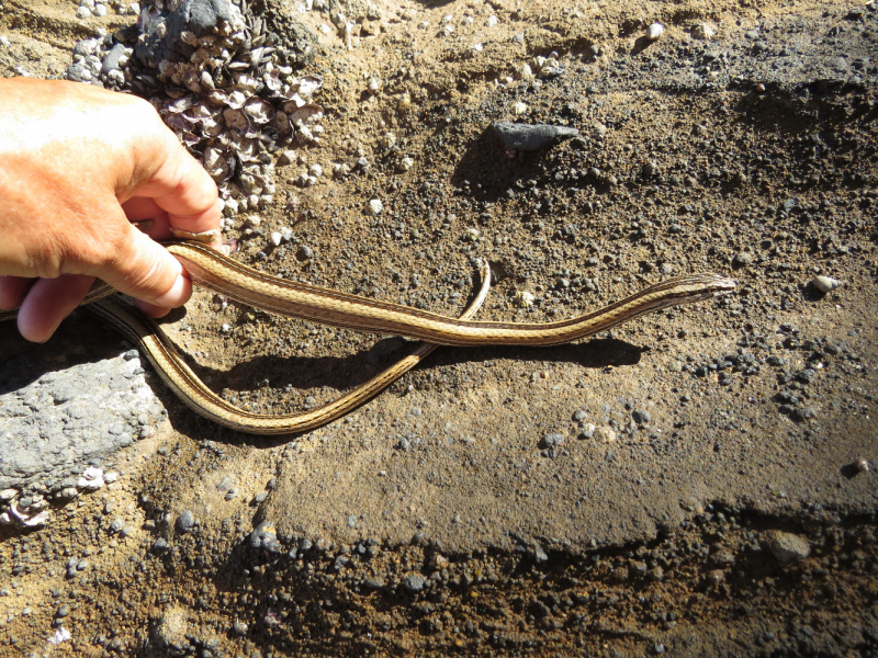 Мадагаскар-2020: Из крайности в крайность