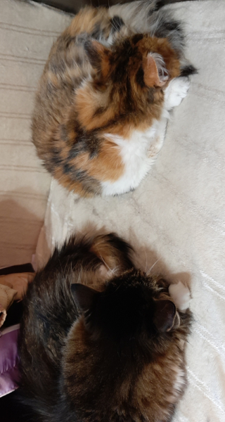 Кошки в нашей жизни. Кошки и все, что с ними связано.