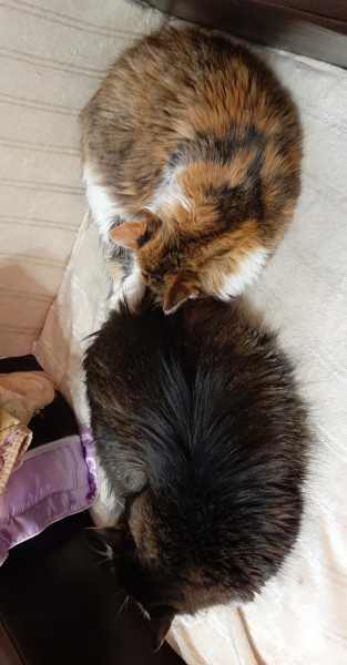 Кошки в нашей жизни. Кошки и все, что с ними связано.