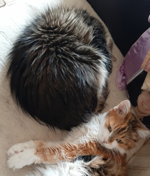 Кошки в нашей жизни. Кошки и все, что с ними связано.