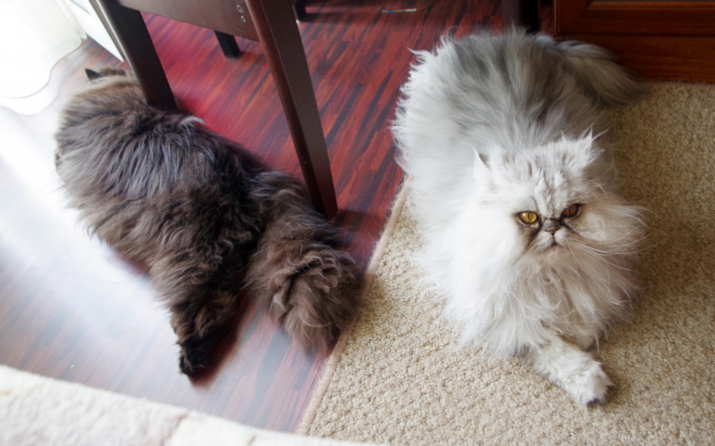 Кошки в нашей жизни. Кошки и все, что с ними связано.