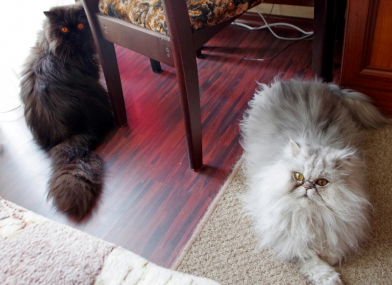 Кошки в нашей жизни. Кошки и все, что с ними связано.