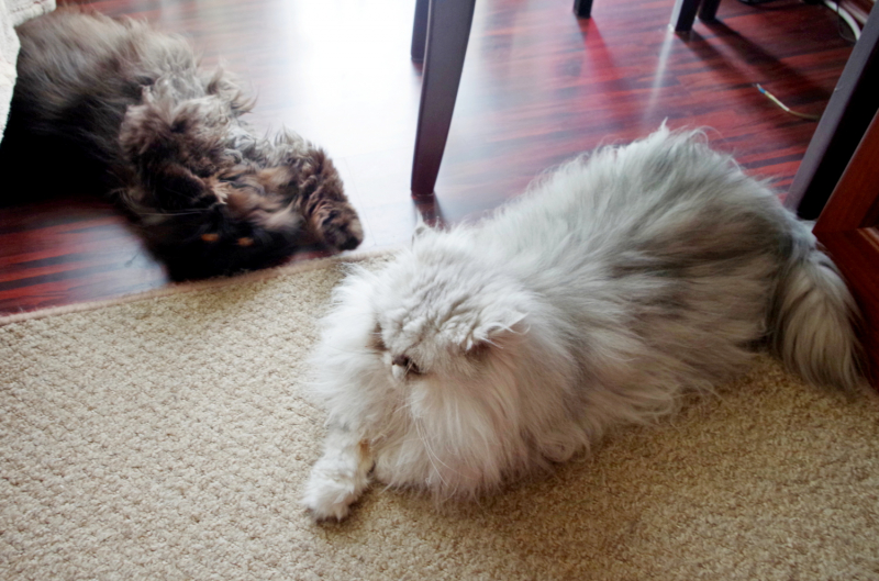 Кошки в нашей жизни. Кошки и все, что с ними связано.