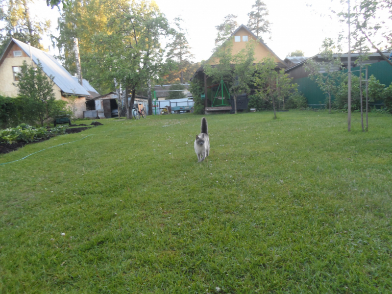 Кошки в нашей жизни. Кошки и все, что с ними связано.