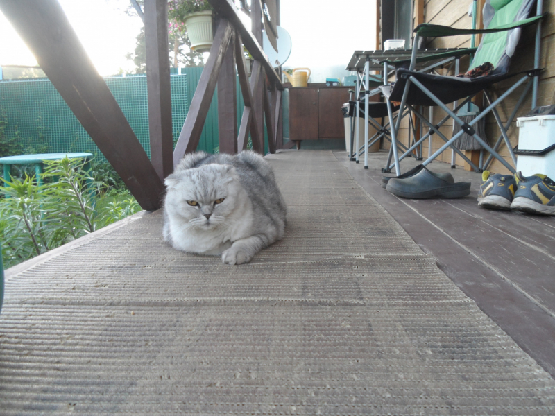 Кошки в нашей жизни. Кошки и все, что с ними связано.