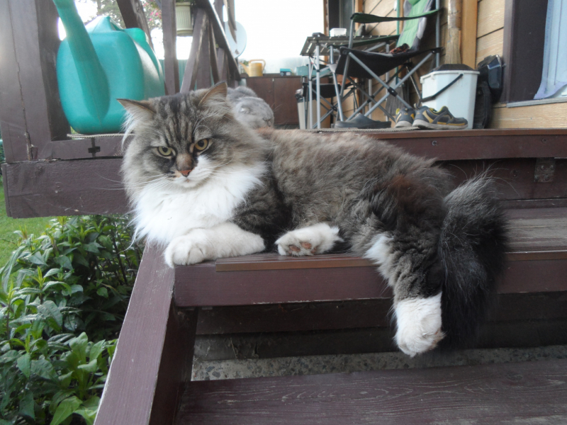 Кошки в нашей жизни. Кошки и все, что с ними связано.