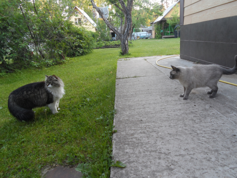 Кошки в нашей жизни. Кошки и все, что с ними связано.