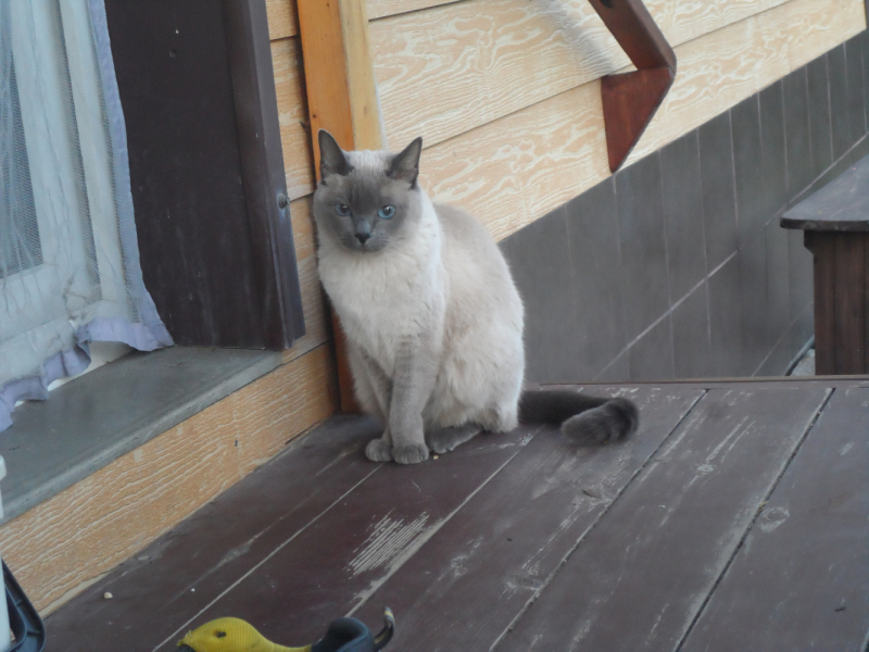 Кошки в нашей жизни. Кошки и все, что с ними связано.